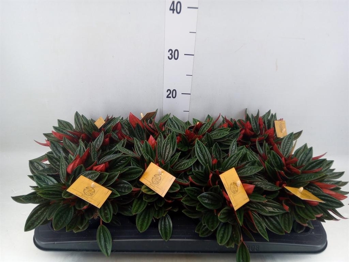 Peperomia caperata 'Rosso'