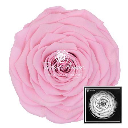 <h4>Xxl Pin04</h4>
