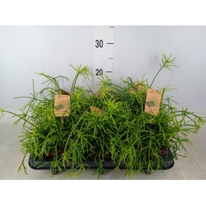 Rhipsalis baccifera 'Oasis'