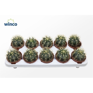 Ferocactus Glaucescens