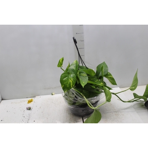 JIBOIA VERDE C21 PENDENTE