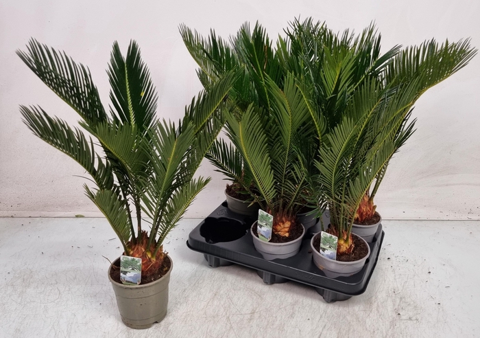 <h4>CYCAS REVOLUTA</h4>