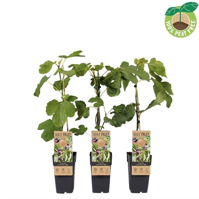 <h4>Bomen Ficus carica Little Miss Figg</h4>