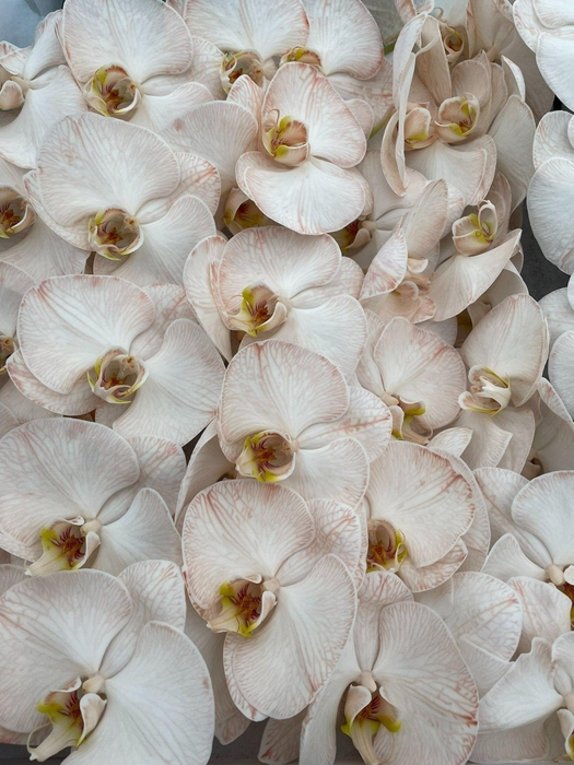 <h4>Phal Coloured Caramel</h4>