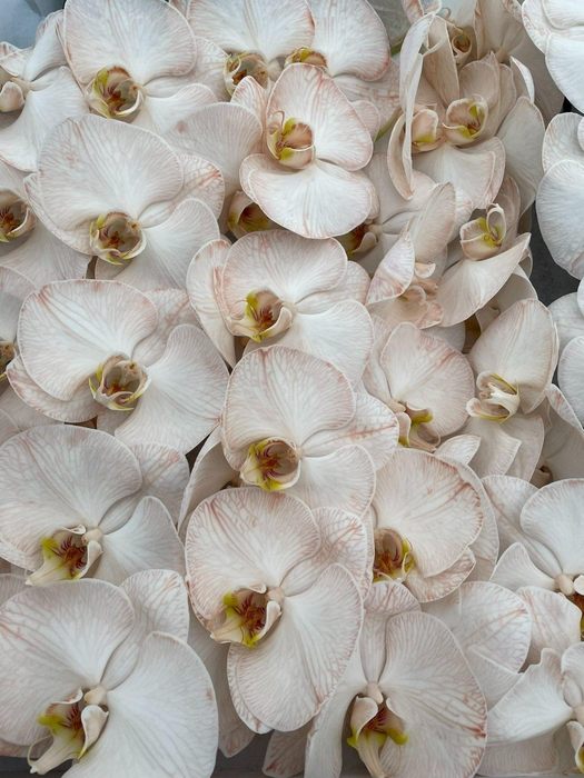 <h4>Phal Coloured Caramel</h4>