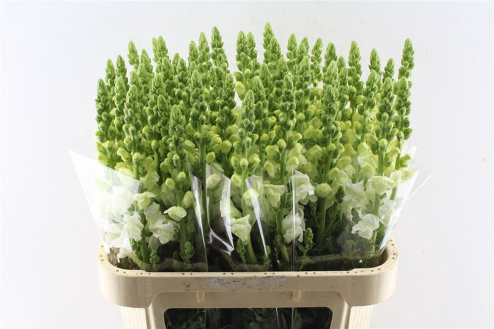 Antirrhinum Nl. Maryland White
