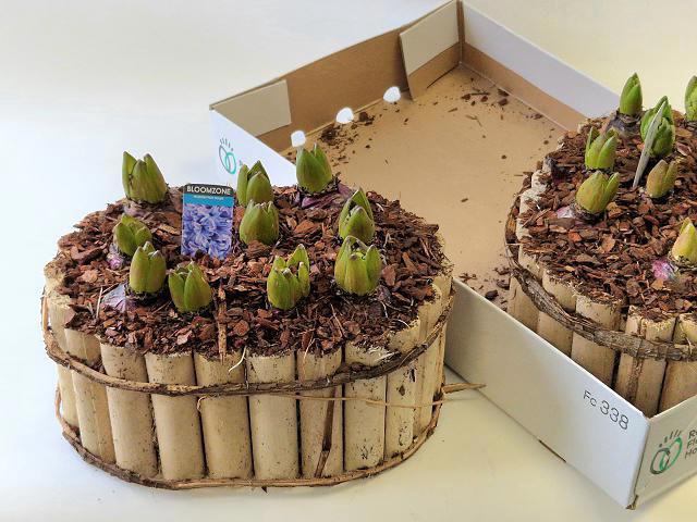 <h4>ARR HYACINTH</h4>