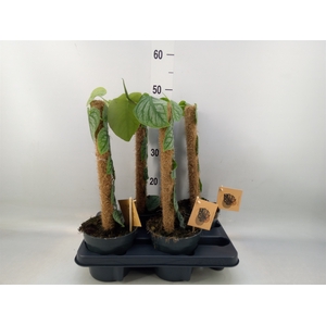 Monstera dubia    ...juveniel