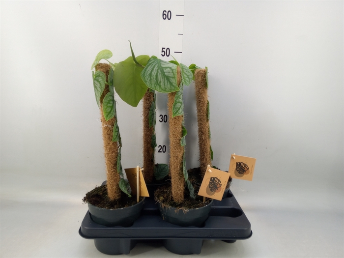 <h4>Monstera dubia    ...juveniel</h4>