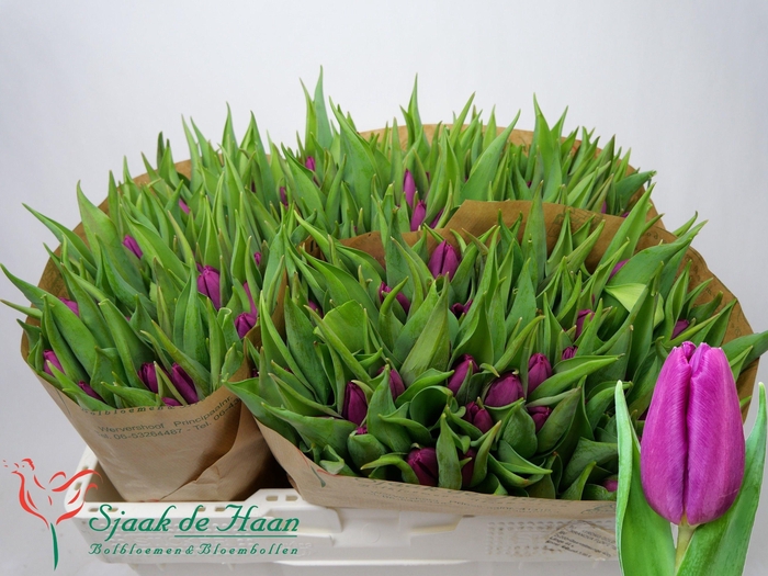 <h4>TU EN PURPLE PRINCE</h4>