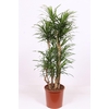 Dracaena Anita