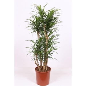 Dracaena Anita