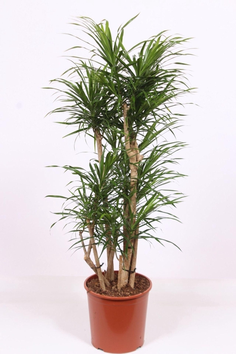 Dracaena Anita