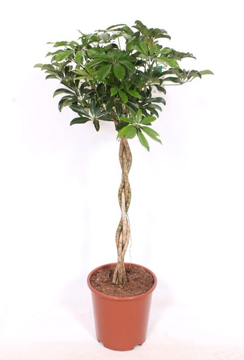 <h4>Schefflera Compacta</h4>