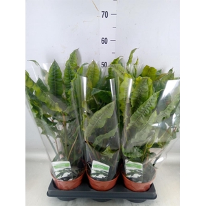 Alpinia zerumbet 'Variegata'