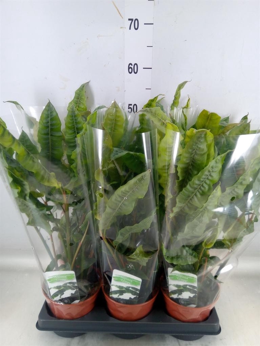 <h4>Alpinia zerumbet 'Variegata'</h4>