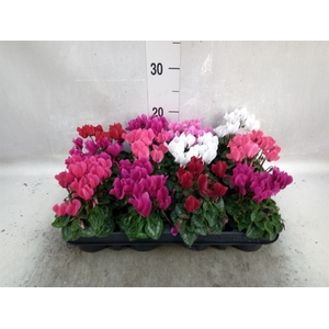 Cyclamen KL 'Verano'