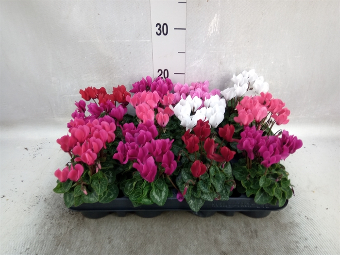 Cyclamen KL 'Verano'