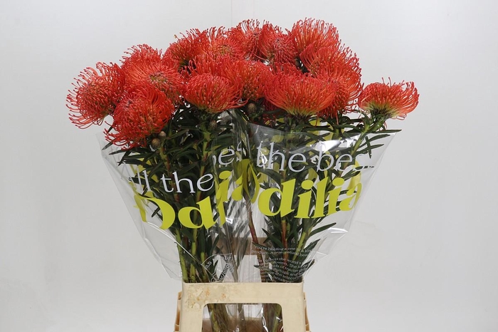 <h4>Nutans Succession</h4>