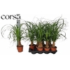 Beaucarnea Recur
