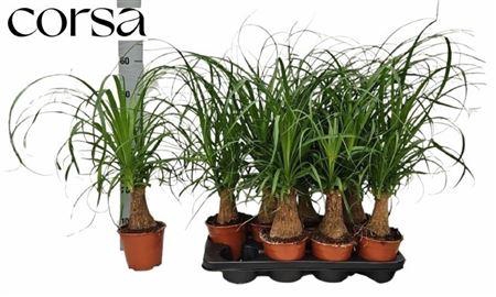 <h4>Beaucarnea Recur</h4>