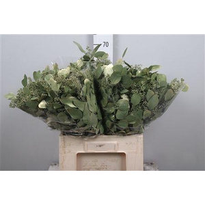 Euc Populus Berry V Olive Metallic