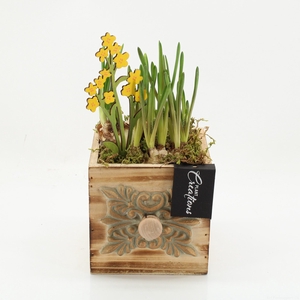 BLCR-2626 Bulbs creations