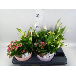 Arr.    Planten  L%