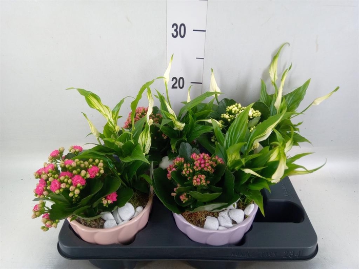 <h4>Arr.    Planten  L%</h4>