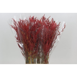 Bromelia Red Paloma