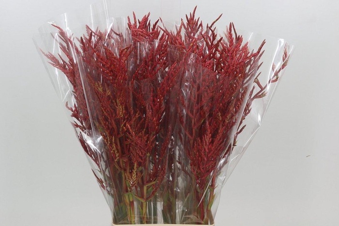 <h4>Bromelia Red Paloma</h4>