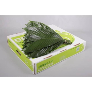 Leaf cocos box medium Green Ocean