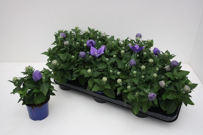 <h4>Platycodon Grandiflorus 'Astra Blue'</h4>