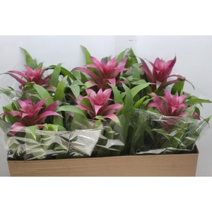 GUZMANIA VOILA P14