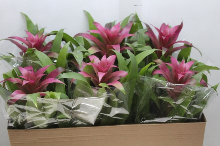 <h4>GUZMANIA VOILA P14</h4>