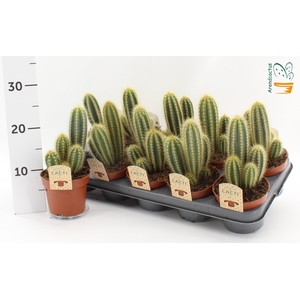 PILOSOCER PACHYCLADU