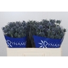 Eryngium Blue Dynamite