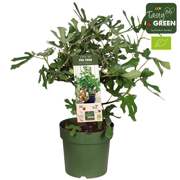 <h4>Ficus carica 'Little Miss Figgy' Patio Bio P23</h4>
