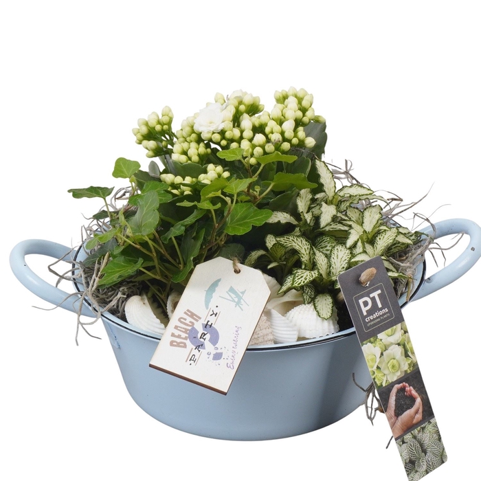 <h4>Arr.   Planten L%</h4>