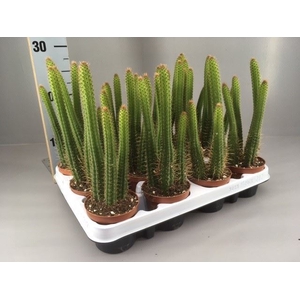 Cactus   ...