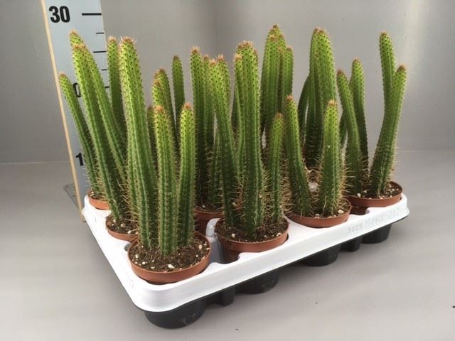 <h4>Cactus   ...</h4>