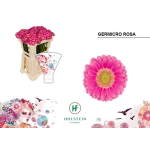 GE NA GERMICRO ROSA