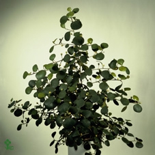 Ficus deltoidea