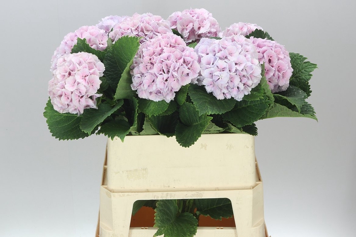 <h4>Hyd Lolly Pop Lavender</h4>