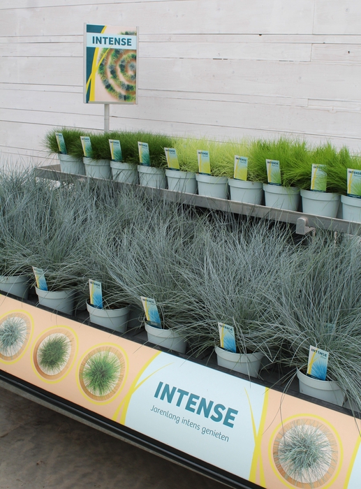 <h4>Intense Banner 3000 x 151mm NL</h4>