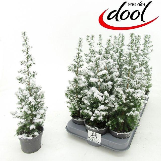 <h4>CHAM THY TOP POINT P09 SNOW</h4>