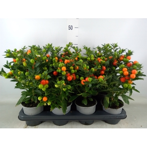 Solanum pseudocapsicum 'Bartoli'