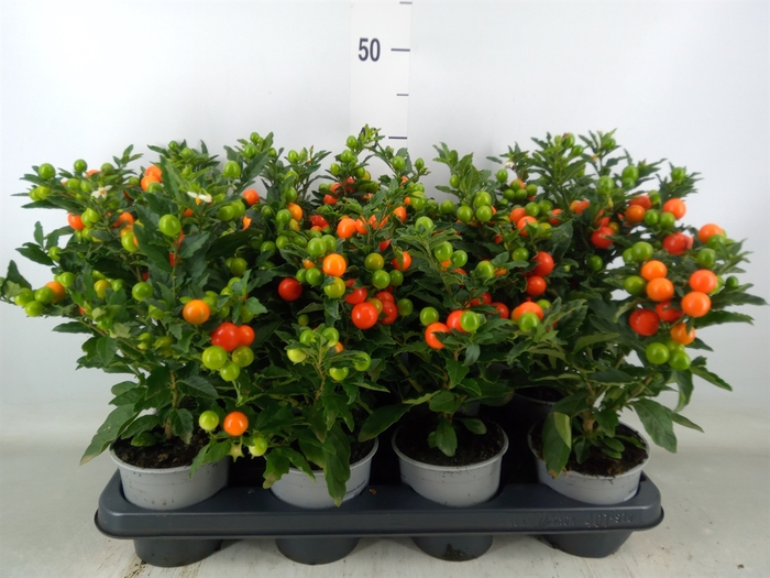 <h4>Solanum pseudocapsicum 'Bartoli'</h4>