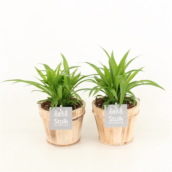 <h4>Chlorophytum comosum Lemon in Wood bruin</h4>