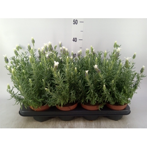 Lavandula stoec. 'LittBee BlueWhit'